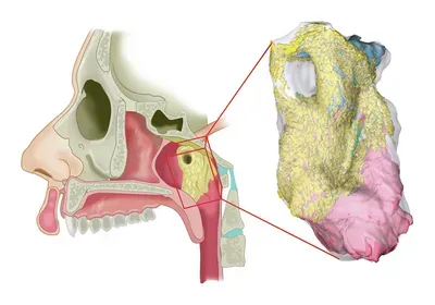 salivary gland new human anatomy head and neck cancer radiation therapy salivary gland new human anatomy head and neck cancer radiation therapy